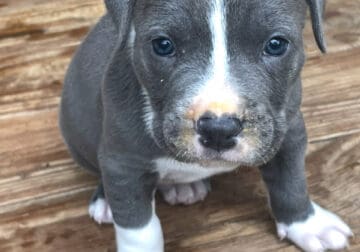 Bully Puppies