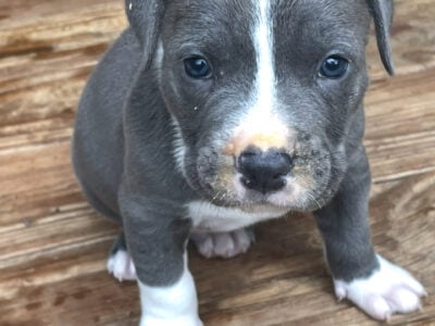 Bully Puppies