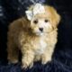 Midge F1B Maltipoo