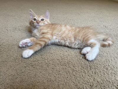Orange Tabby Kitten