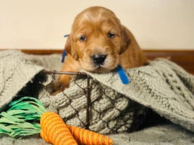 Golden Irish Puppies