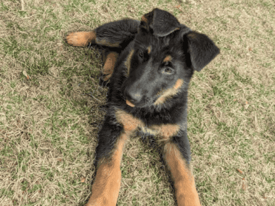 Purebred German Shepherd puppies