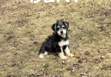 Bert Male Schnoodle Puppy
