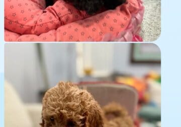 F1b goldendoodles