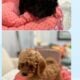 F1b goldendoodles