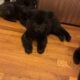 Tibetan mastiff chow chows