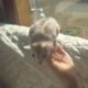 Sugar Gliders Taz and Shadow