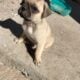 Pug Male very plyful puppy
