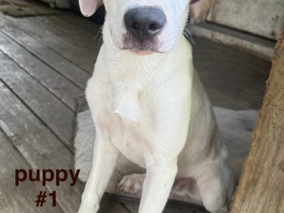 Trained Pit Mix Puppies