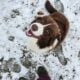 Aussie Collie Mix