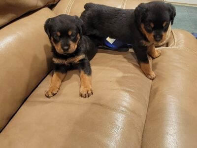 Rottweiler puppies