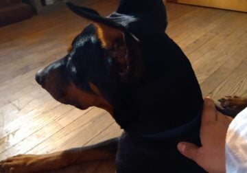 Free Intact 3 yrs old Doberman