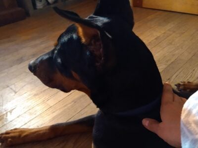 Free Intact 3 yrs old Doberman