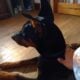 Free Intact 3 yrs old Doberman