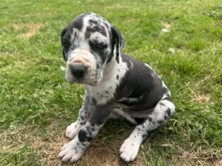 Great Dane puppies