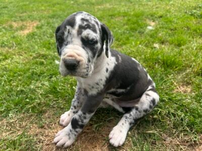 Great Dane puppies