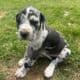 Great Dane puppies