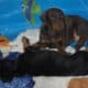 AKC Doberman puppies