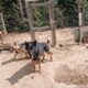 German Shepherd’s puppies