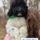 Bernedoodle Puppies (F1b)