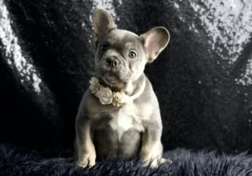 Twilight AKC Frenchie