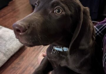Chocolate Labrador Retriever