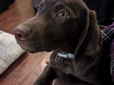 Chocolate Labrador Retriever