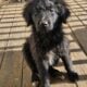Beautiful Aussiedoodle puppies for sale