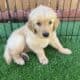 Bean Golden Male