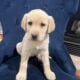 Pure Yellow Puppy Labs