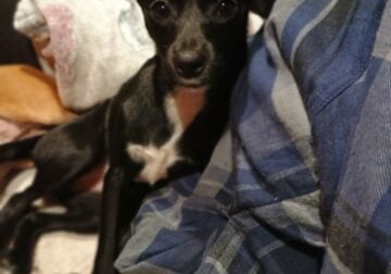 ❤️Sweet Little Girl❤️ Chihuahua Daschaund Mix