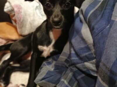 ❤️Sweet Little Girl❤️ Chihuahua Daschaund Mix
