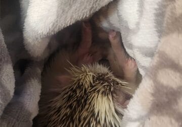 Female hedgehog