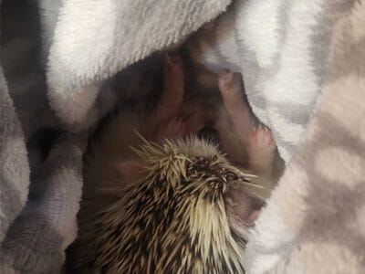 Female hedgehog