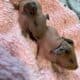 Skinny Pigs