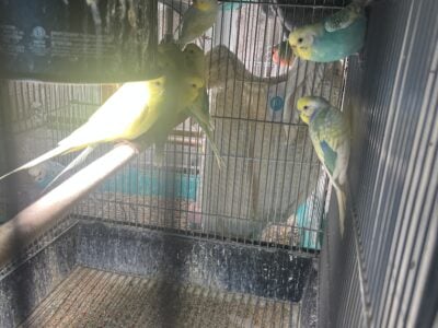 Budgies and English Budgies