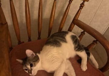 Cat Needs a Home