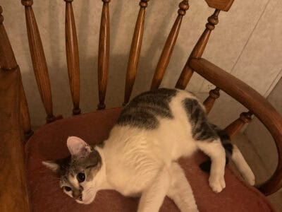 Cat Needs a Home