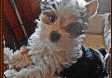 EXTREME NON MERLE YORKSHIRE TERRIER