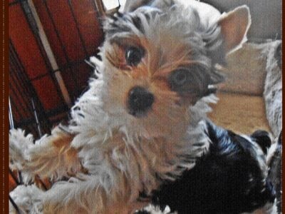 EXTREME NON MERLE YORKSHIRE TERRIER