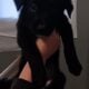 Belgian Malinois & Border Collie mixed puppies