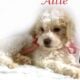 Micro Mini Goldendoodle