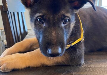 Purebred German Shepherd Puppy – Yellow Collar