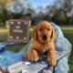 AKC Golden Retriever Puppies