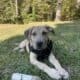Puppy Presa Canario