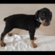Doberman puppies