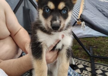 Husky puppies
