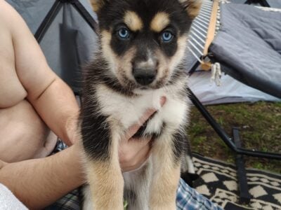 Husky puppies