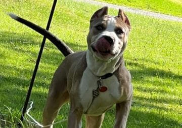 Milo