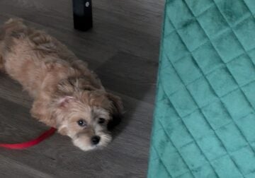 Morkie mixed Shih Tsu